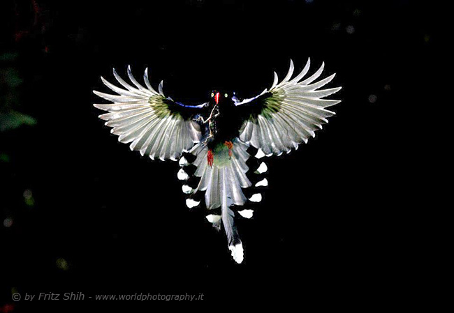 Taiwan Blue Magpie in Flight